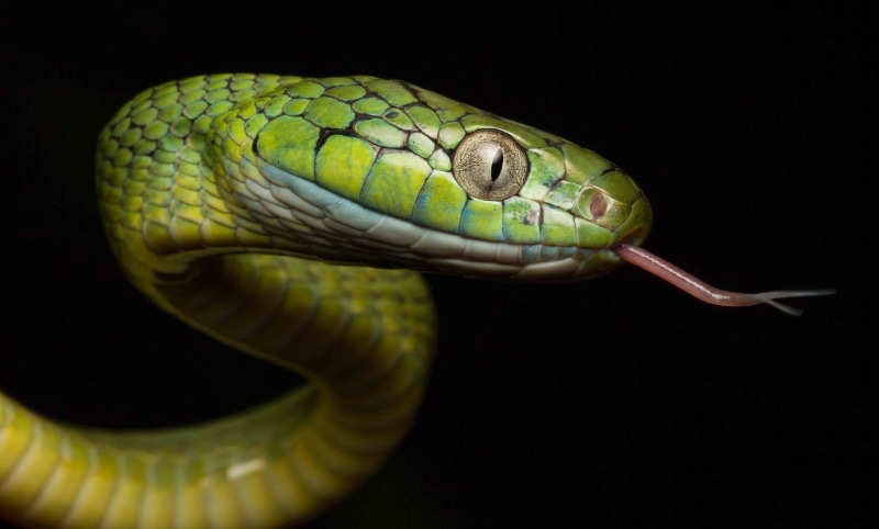 mouth open, indoors, eye, animal, studio shot, no people, animals, animal wildlife, reptiles, reptile, animal scale, 1080P, profile view, animal eye, close-up