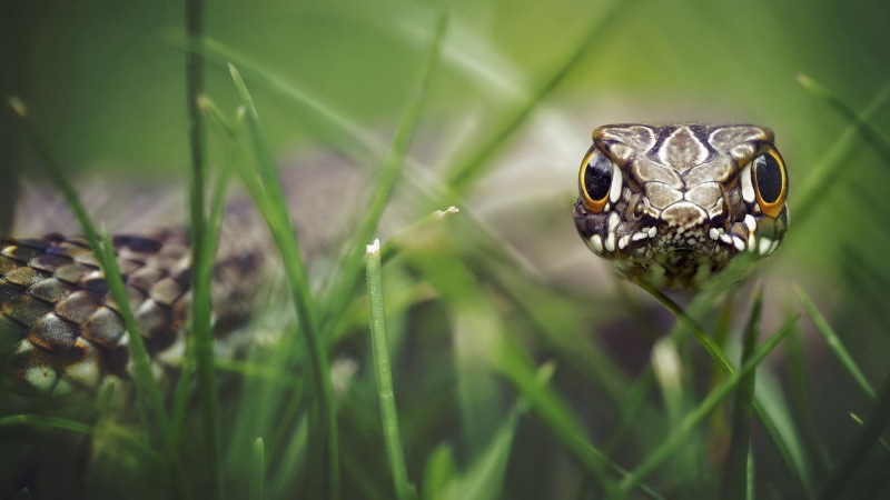 grass, frog, poisonous, depth of field, skin, animal, reptiles, carnivore, small, macro, wildlife, day, vertebrate, animal head, 1080P, nature, backgrounds