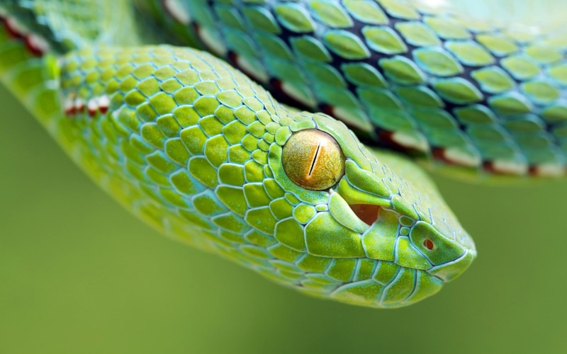 selective focus, animal eye, vertebrate, 1080P, reptile, animals in the wild, reptiles, leaf, poisonous, nature, focus on foreground, one animal, snake