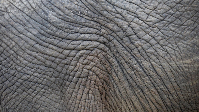 pattern, structure, wrinkled, animal scale, textured, animal themes, animal body part, animal, elephant, backgrounds, animals in the wild, animal skin