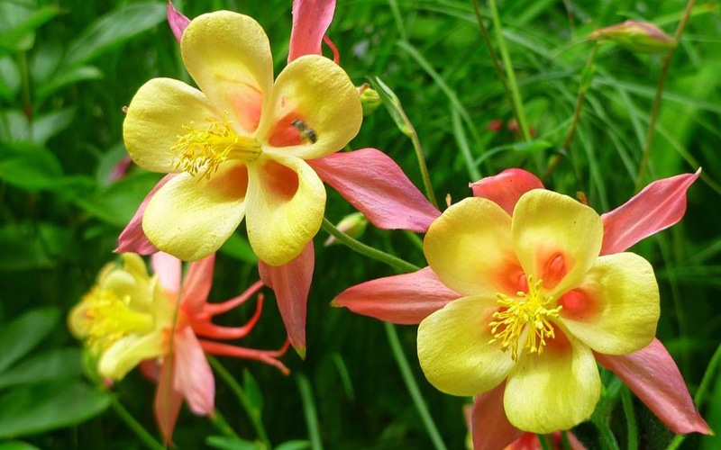 pink, nature, beauty in nature, orchid, outdoors, aquilegia, springtime, columbine, vulnerability, petal, inflorescence, phones, fragility, mobile, flower