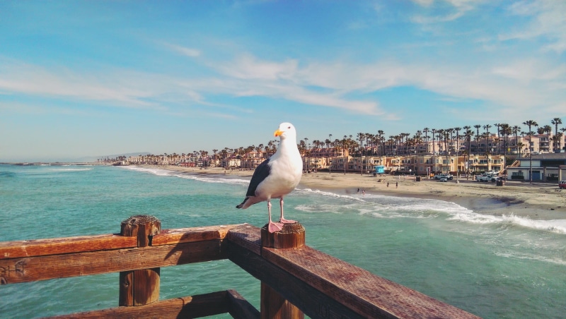 perching, beach, cloud - sky, oceanside, summer, united states, animal themes, vertebrate, day, 2K, sky, ocean, water, sunny, one animal, built structure