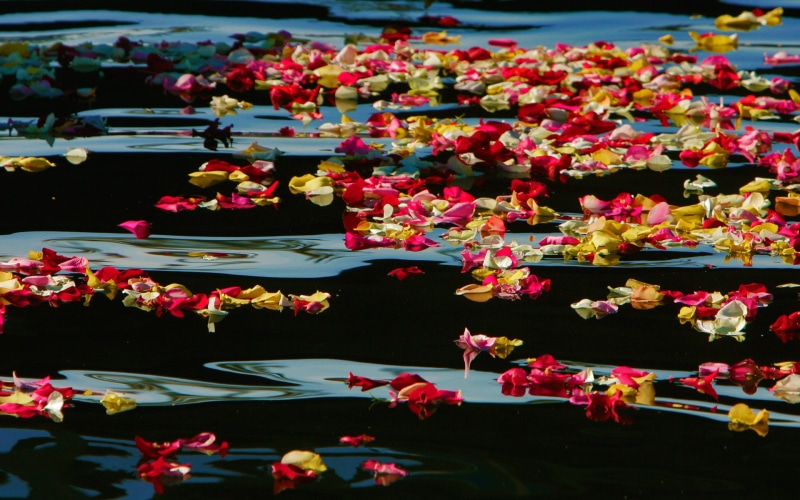 1080P, water, rose petals, CA, USA, paint, Oceanside Harbor