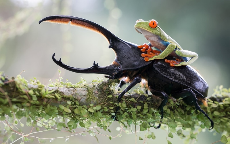 animal wildlife, yellow, animal themes, nature, beetles, animal, green color, outdoors, animals in the wild, tree, day, 1080P, close-up, Hercules beetles