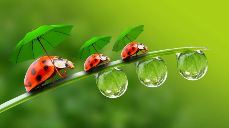drops, fantasy art, ladybug, 1080P