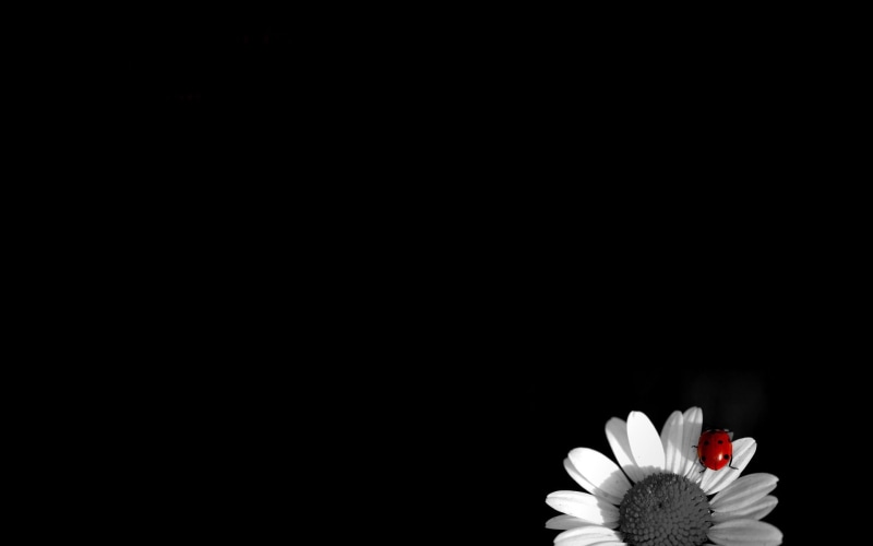 copy space, white color, insect, minimalism, selective coloring, flowering plant, inflorescence, beauty in nature, freshness, petal, vulnerability, plant