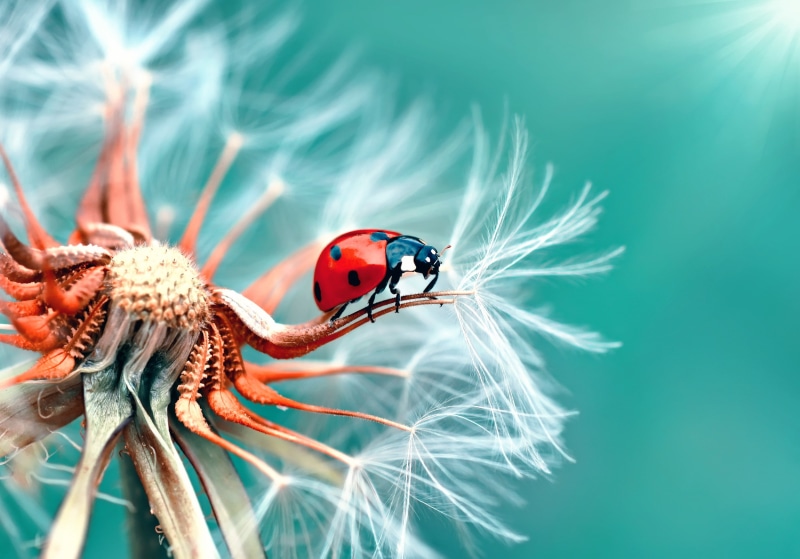 ladybug, 1080P, dandelion, macro
