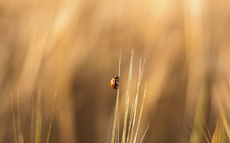 beige, sunlight, photography, flower, environment, close-up, blurred, 2K, animal, outdoors, season, nature, wildflower, freshness, plant, macro, invertebrate