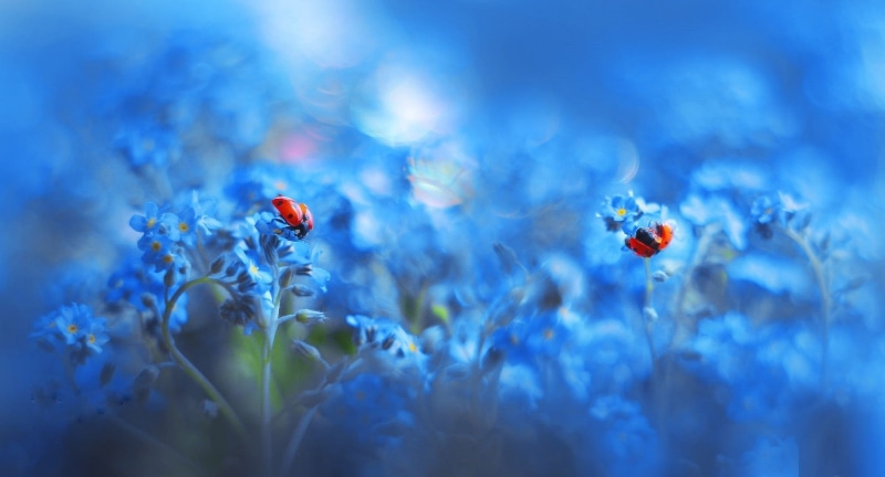 freshness, flowers, summer, nature, ladybugs, macro, poppy, landscape, red, outdoors, environment, beauty in nature, plants, springtime, no people, sky