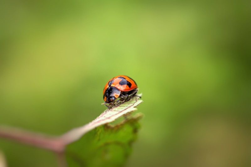grass, macro photography, Extension Tube, 2K, bug, macro, Outdoor, animal planet, leaf, photography, lady bug, sel50f18, nature, beetle, spotted, small
