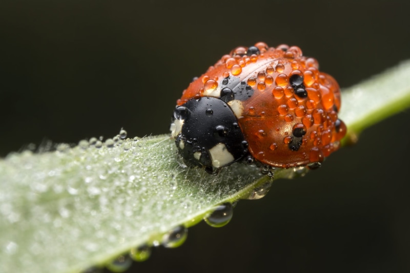 green, summer, vera, green Color, beetle, red, Aloe Vera, macro, biedronka, rd, ladybird, leaf, makro, aloe, bug, 1080P, insect, nature, Ladybug, plant