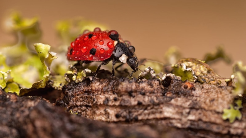 nature, animal, mushroom, environment, springtime, ladybug, 1080P, animal themes, fungus, beauty In Nature, small, outdoors, water drops, plant, beetle