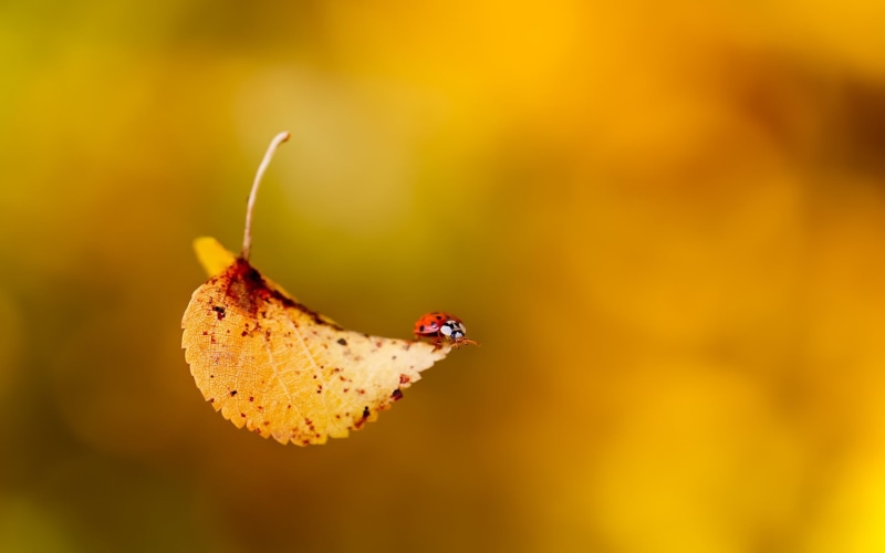 invertebrate, freshness, beauty In Nature, close-up, animal themes, leaves, flower, no People, macro, photo, backgrounds, multi Colored, bokeh, falling