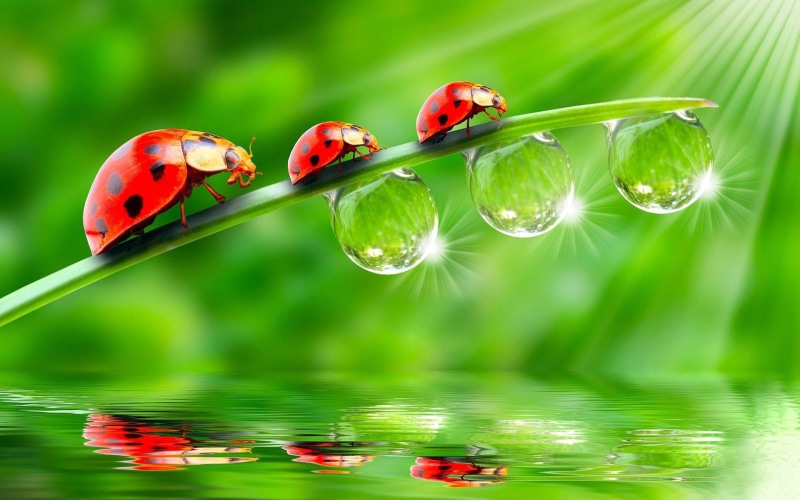 droppings, Leaves, ladybugs, Drops, Green, 1080P, Ladybug, Three, clear, Water, grass