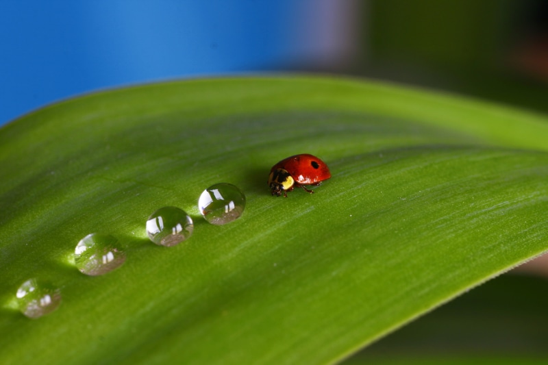 green, plant, insect, animal, title, leaf, green leaf, photo, close-up, 4K, green  water, dewdrops, green Color, summer, macro, LadyBug, drop, nature