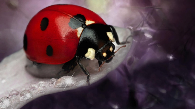 close-up, animal themes, extreme close-up, ball, ladybugs, focus on foreground, one animal, purple, red, helmet, bowling, nature, no people, selective focus