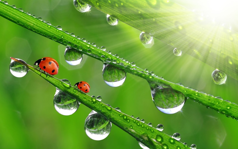 growth, wet, mariquitas, invertebrate, rocio, small, 1080P, leaf, ladybug, animal, blade of grass, planta, nature, dew, close-up, outdoors, water, animal wildlife