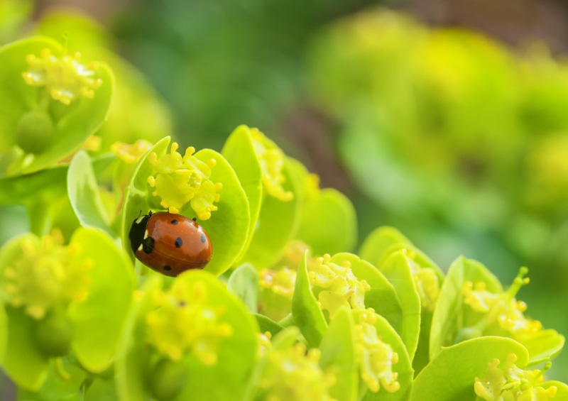 summer, red, black, leaf, insect, flower, yellow, Ladybug, flower  flower, green Color, beetle, springtime, succulent, green, close-up, 1080P, plant, macro