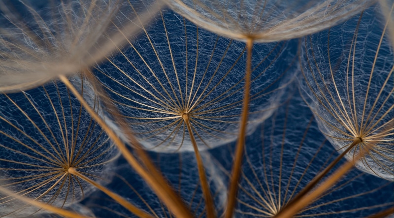 flowering plant, pattern, beauty in nature, dandelions 4k hd high resolution, day, macro, outdoors, protection, close-up, freshness, 4K, plant, security