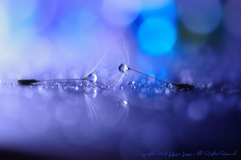 softness, wet, plant, purple, blue background, water drops, water, dandelion, no people, nature, extreme close-up, selective focus, dandelion seed, photo