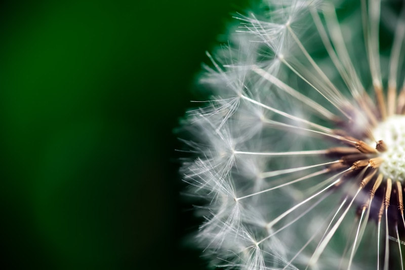 Dandelion, clock, plant, Macro, flower, seed, summer, micro, Photography, lens, 5K, Nature, close-up