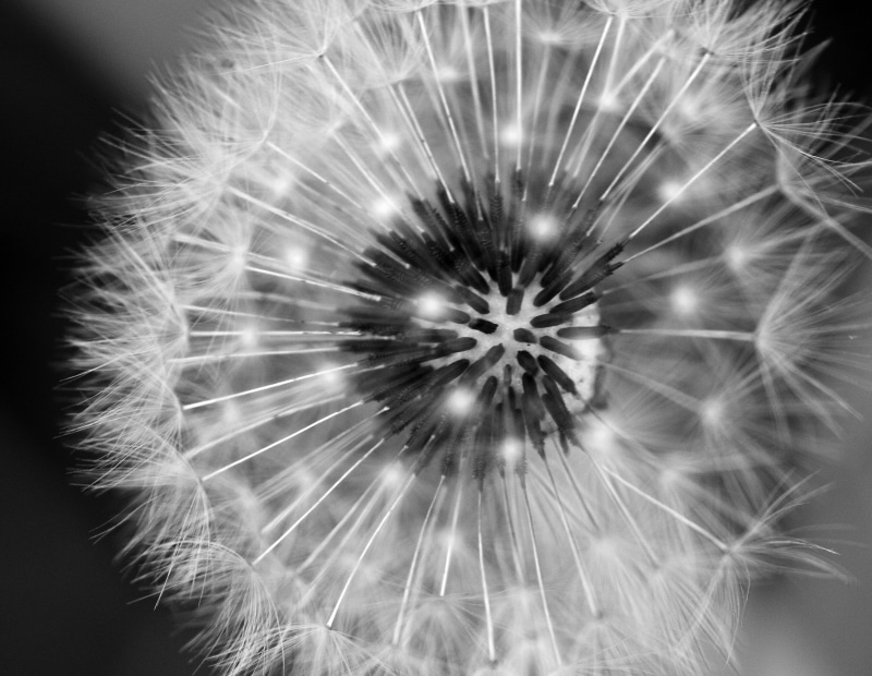 macro, breeze, britain, summer, wind, fluffy, Dandelion, seed, 2K, close-up, photography, flower, wildlife, single Flower, 105mm, nature, british, Canon 450d