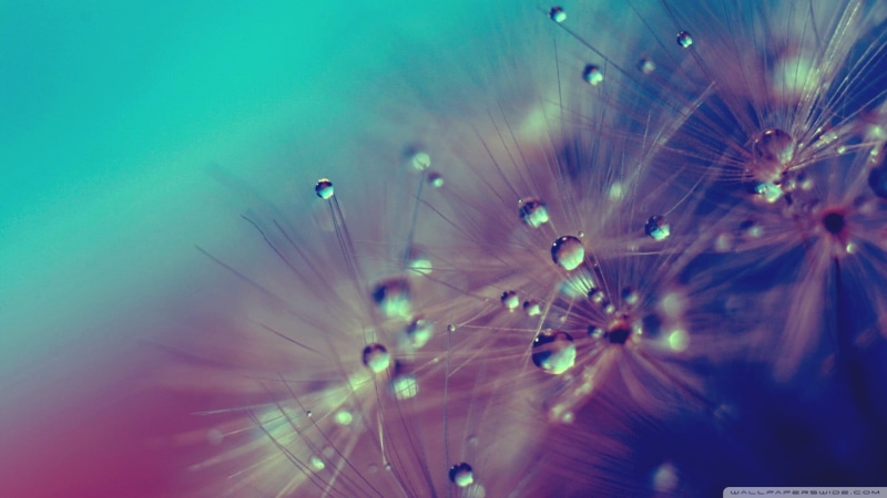 water drops, flower head, dandelion seed, drop, dandelion, wet, 1080P, freshness, seeds, plant, nature, dew, vulnerability, beauty in nature, fragility