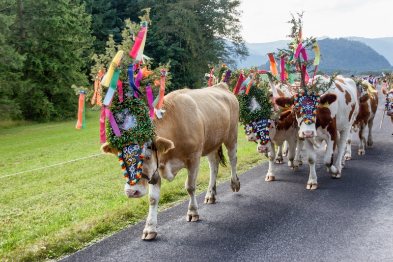 domestic cattle, plant, livestock, agriculture, 5K, road, group of animals, domestic animals, cattle, alm, Cow, Almabtrieb, outdoors, Alpine, incidental people