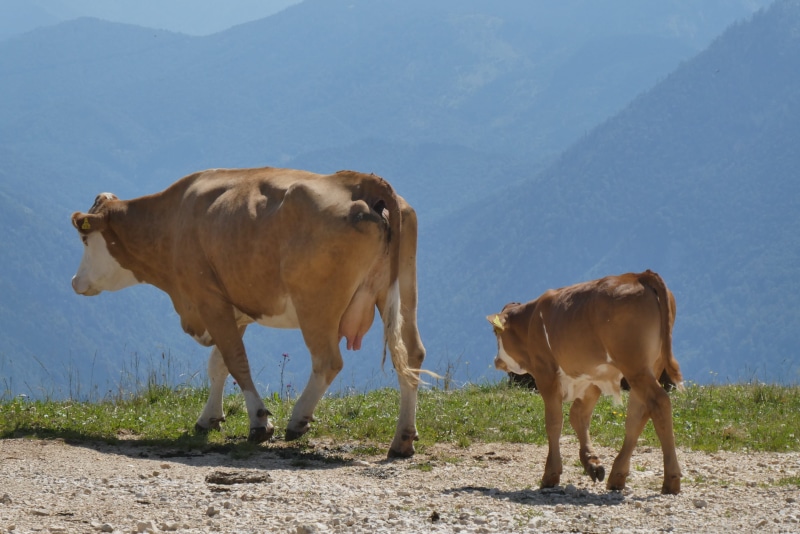 grass, alpine meadow, nature, cows, grazing, domestic, livestock, standing, austria, meadow, summer, alps, salzkammergut, mountain, land, domestic animals