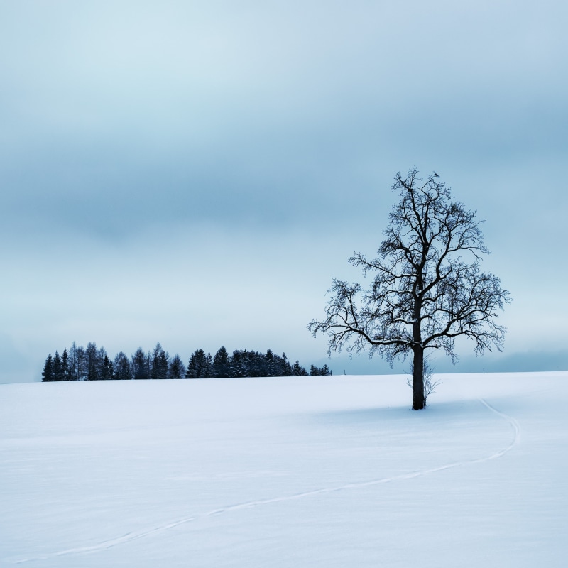 frost, monochrome, lonely, bare tree, silent, frozen, tranquil scene, leafless, mood, sky, salzkammergut, still, landscape, contrast, idyllic, winter, winter magic
