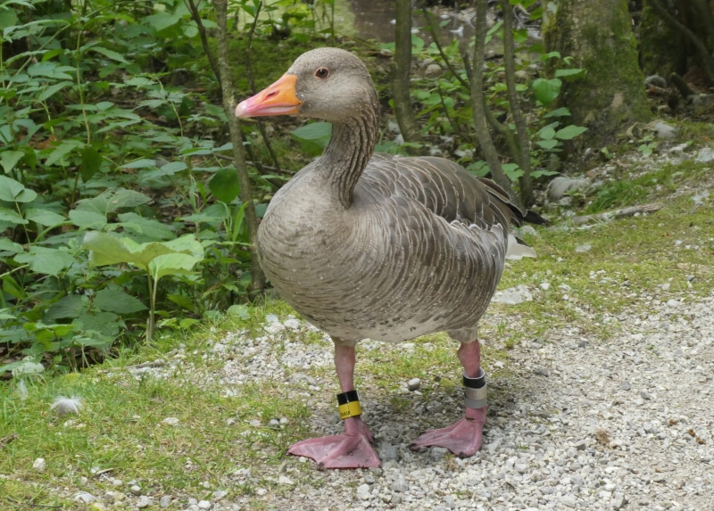 feathers, water bird, one animal, animal themes, focus on foreground, outdoors, greylag goose, beak, field, land, vertebrate, vote, grass, bird, salzkammergut