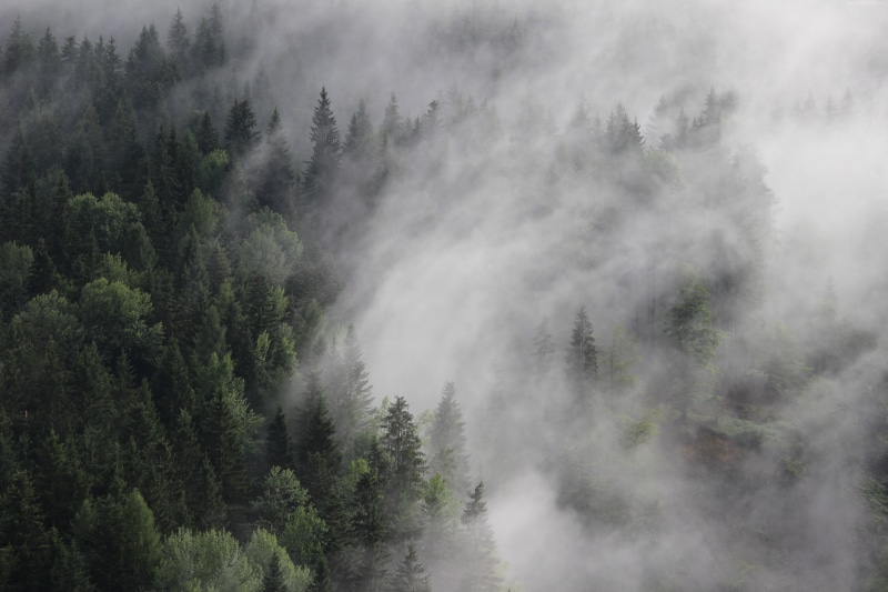 8k, 5k, mist, pines, 5K, fog, 4k, Austria, forest