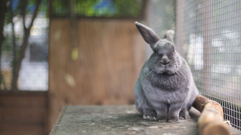 1080P, in a cage, rabbit, Eeyore