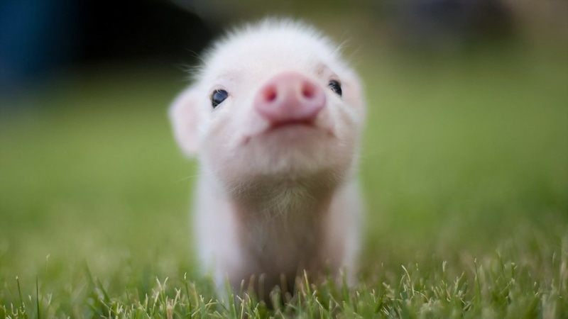 selective focus, front view, baby animals, plant, one animal, grass, white, domestic animals, animal themes, looking at camera, animal body part, animal wildlife