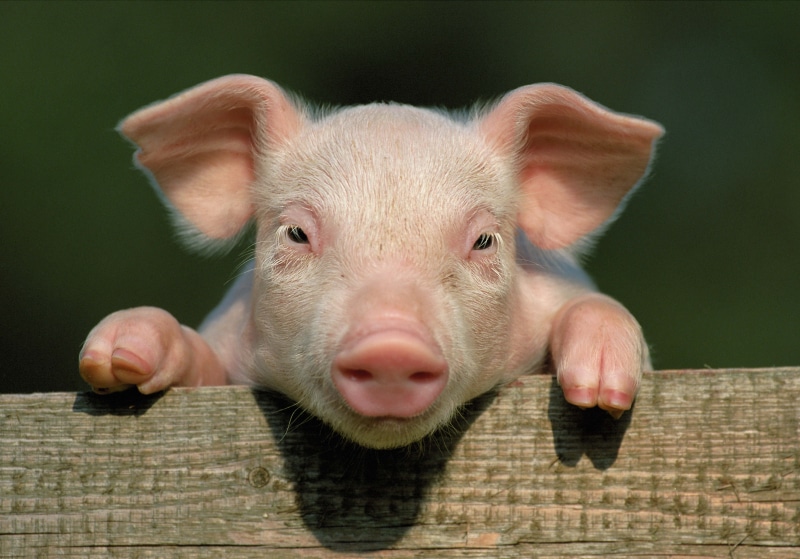 farm, nature, countryside, livestock, front view, close up, face, herbivorous, color Image, mammal, day, piglet, people, 5K, pigpen, animal, pink Color