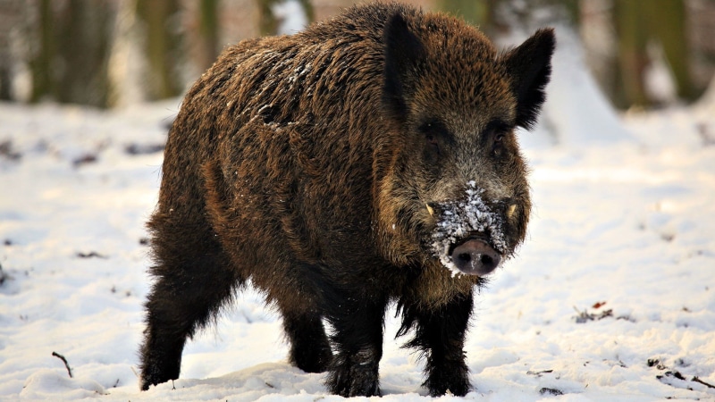 brown, day, standing, snout, pig, animals In The Wild, one animal, animal wildlife, mammal, wildlife, land, snow, animal, fangs, cold temperature, focus on foreground