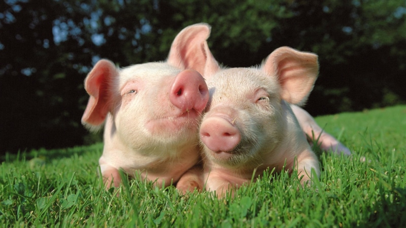 piglets, grass, pink, sun, 1080P, cuddling, pigs, hd, happy