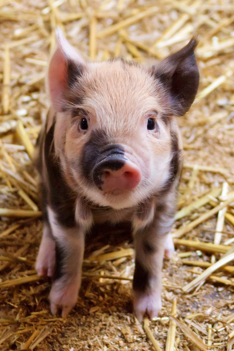 little, domestic, sit, watch, 1080P, one animal, baby, vertebrate, portrait, hay, close-up, livestock, looking, agriculture, cute, photo, piglet, snout