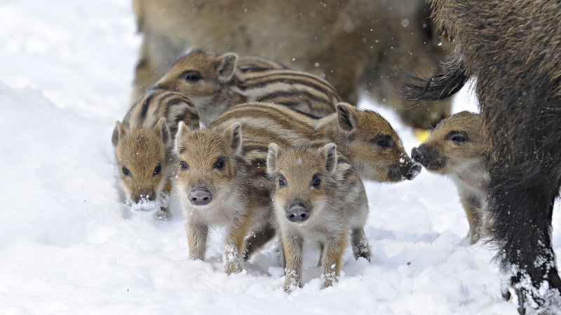 wild, piglets, vertebrate, snowing, hog, animal themes, pig, snow, no people, herbivorous, dog, brown, winter, domestic animals, group Of Animals, small