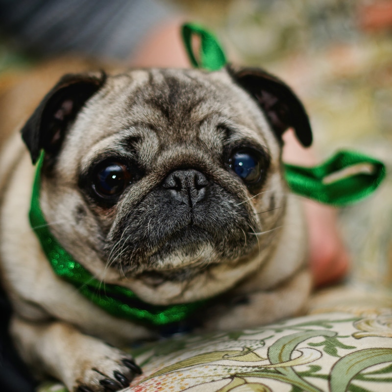 purebred Dog, pets, small, animal, cute, Xmas, christmas, dog, shallow focus, canine, domestic Animals, fawn, shallow, puppy, photography, focus, Piglet