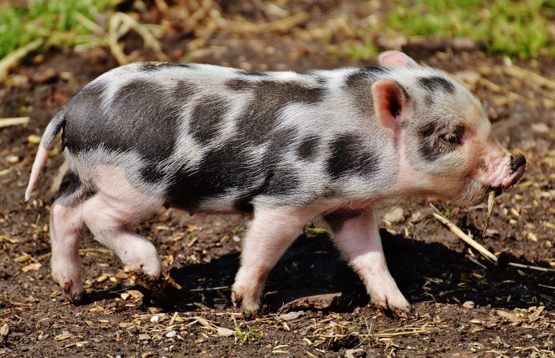 piglet, one animal, walking, full length, day, animals in the wild, mud, land, funny, nature, baby, small pigs, hungry, pig, play, no people, outdoors