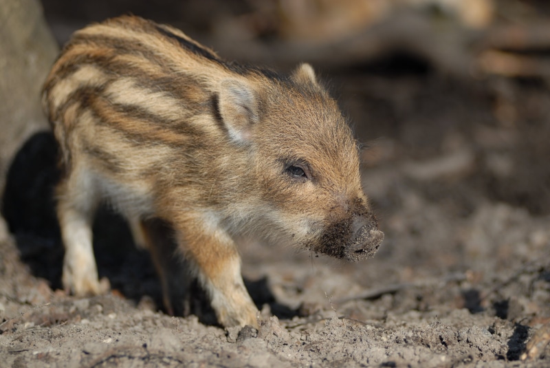 small, sow, wild Boar, outdoors, day, animal themes, selective focus, domestic Pig, field, wildlife, pork, nature, pig, omnivorous, animal wildlife, focus on foreground