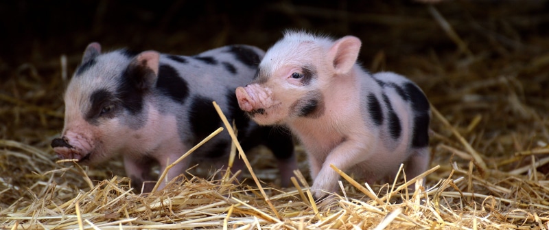 nature, animal, pets, domestic, young animal, white, plant, animal wildlife, two animals, mammal, piglet, vertebrate, black, straw, mini, grass, sweet
