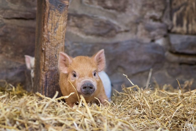close-up, one animal, pigs, looking at camera, animal wildlife, vertebrate, day, 1080P, young animal, outdoors, mammal, pig, portrait, selective focus