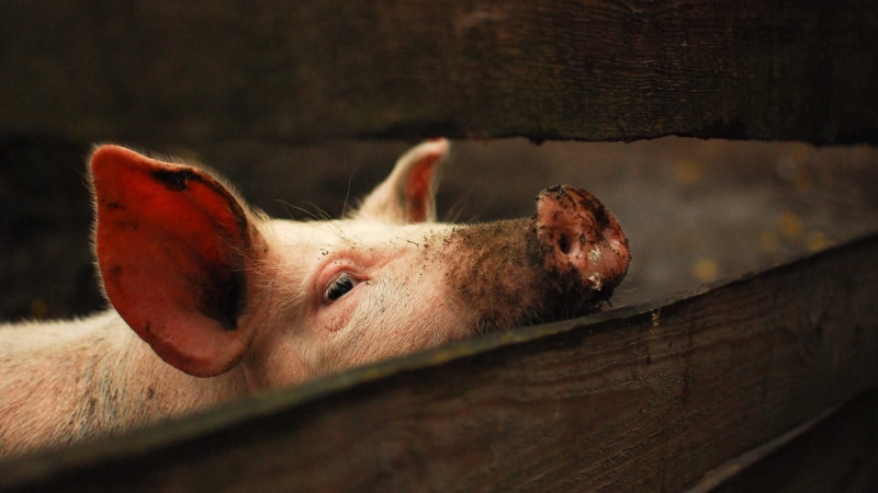 animal head, focus on foreground, 1080P, mammal, livestock, snout, coated, farm, domestic animals, young animal, close-up, no people, dog, agriculture