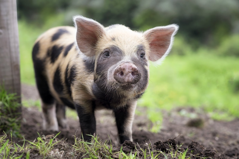standing, one animal, black, young animal, mammal, 5K, herbivorous, day, looking at camera, livestock, domestic, animal, yellow, domestic animals, pig