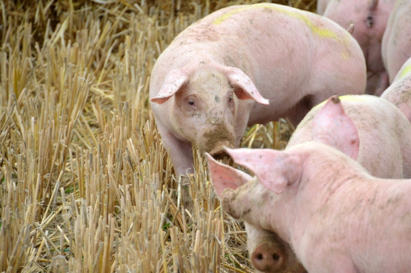 rural scene, field, livestock, operation, breeder, pig, animal, breeding, plant, young animal, domestic animals, piglet, day, pork, mammal, group of animals