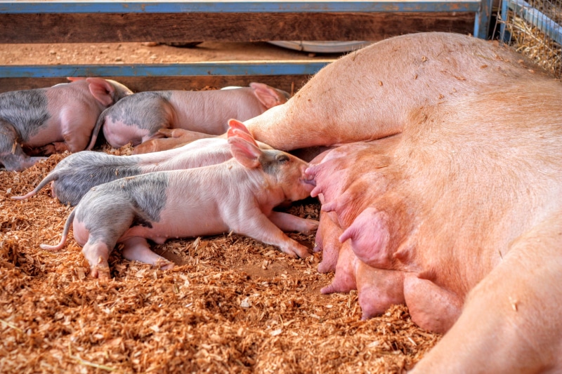 piglets, pig, food, vertebrate, domestic animals, young animal, brown, animal themes, pigpen, piglet, agriculture, animal family, pets, suckling, female animal
