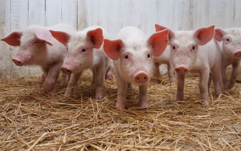 no People, cute, calves, vertebrate, close-up, animal Nose, 1080P, looking at camera, pets, piglets, herbivorous, snout, animal themes, domestic Animals