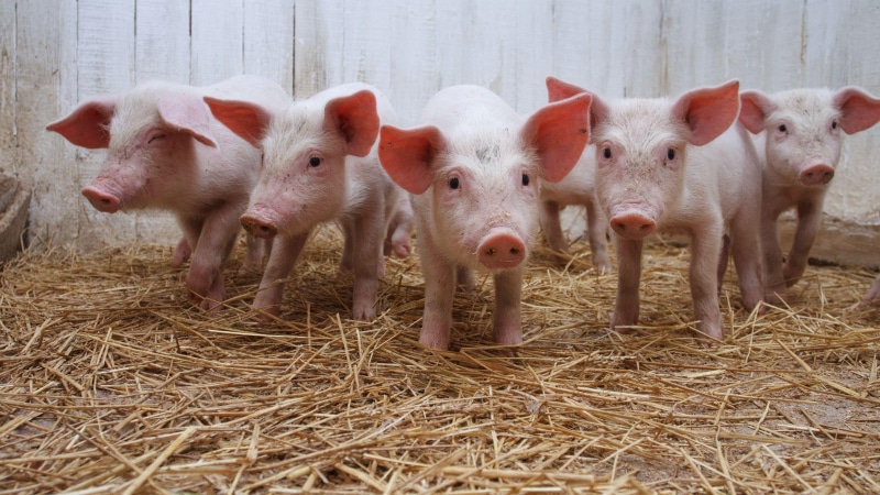 animal themes, pink Color, nature, no people, barn, pork, hay, animal pen, sow, domestic Pig, pets, much, cute, outdoors, animal Nose, young Animal, day